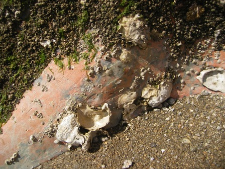 IMGP0145.jpg